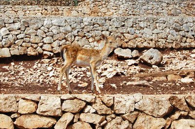 Cat standing on stone wall