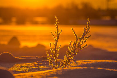 Beautiful frozen plants glowing in the winter sunrise light.