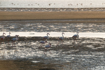 Seagulls on beach