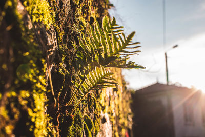 Close-up of plant against sky on sunny day