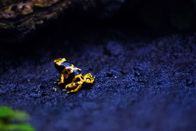 Poisonous amazonian frog