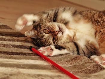Close-up of a cat resting at home