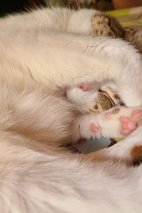 Close-up of cat sleeping