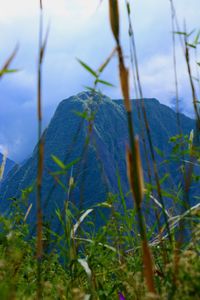 Close-up of grass against sky