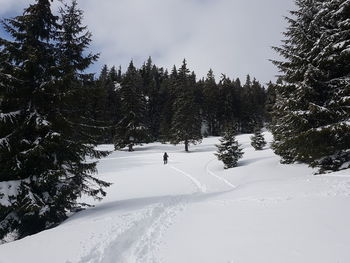 Trees on snow covered land against sky