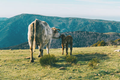 Cows in a field