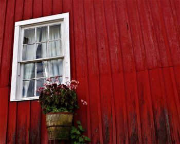 Plants on red window
