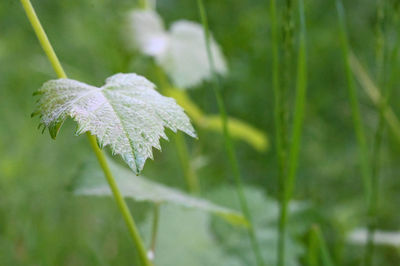 Close-up of white flower