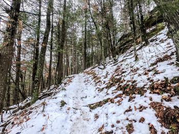 Snow covered trees in forest