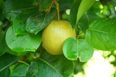 Close-up of fruit growing on tree