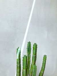Cactus against wall