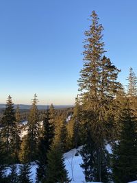 Pine trees on snowcapped mountains against clear blue sky