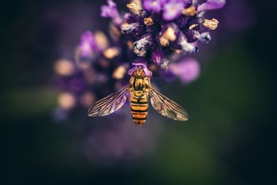 Close-up of bee on purple flower