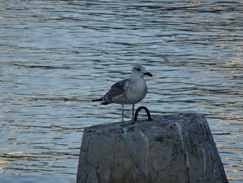 Close-up of bird perching on lake