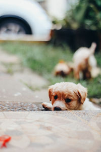 Close-up of dog on footpath