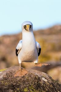 Close-up of bird perching on rock