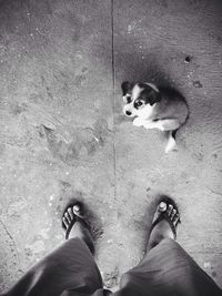 Low section of man standing by puppy on street