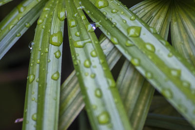 Close-up of raindrops on green leaves