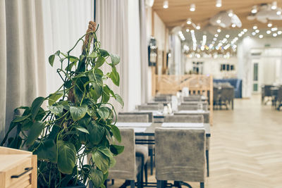 Potted plant on table at home