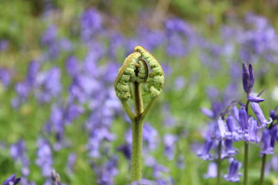 Fern uncurling in springtime against background of bluebells