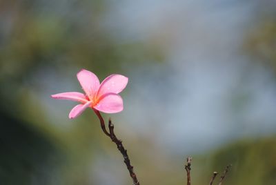 Close-up of pink flowering plant