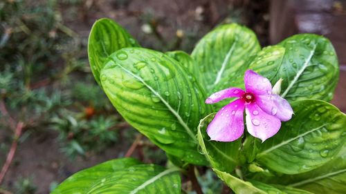 Close-up of raindrops on pink flower