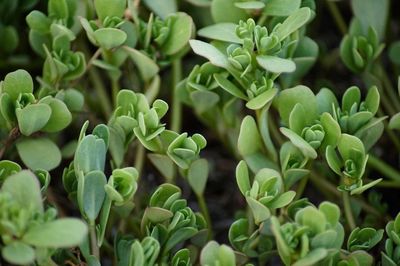 Close-up of succulent plant