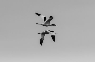 Low angle view of seagulls flying in sky