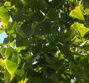 Low angle view of green leaves