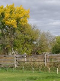 Trees on field against sky