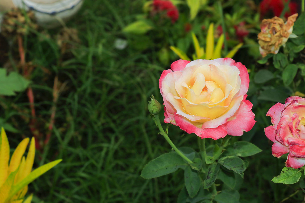 CLOSE-UP OF PINK ROSE IN FLOWER