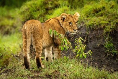 View of a cat lying on grass