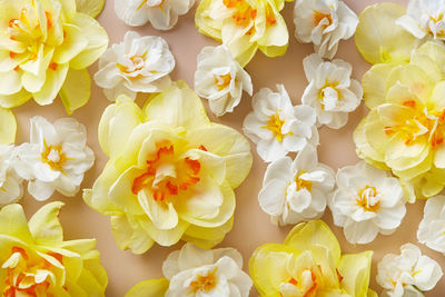 Full frame shot of pink flowers