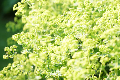 Close-up of flowering plant growing on field