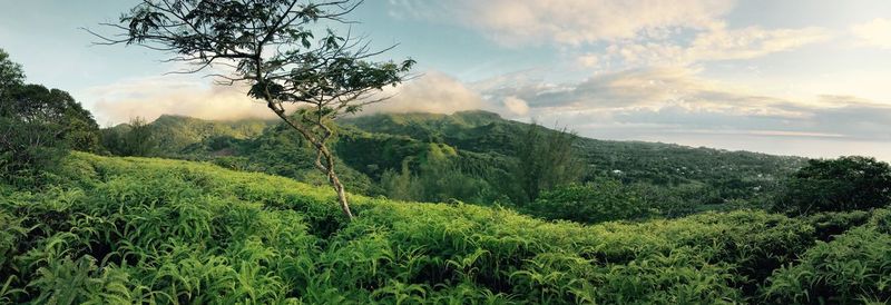 Scenic view of forest against sky