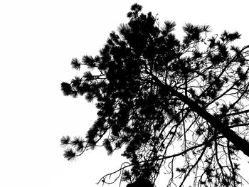 Low angle view of tree against clear sky