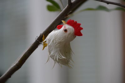 Close-up of rooster perching on branch