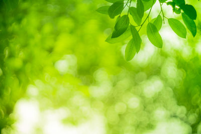 Close-up of green leaves on plant