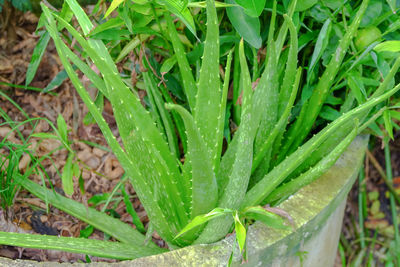 High angle view of wet plant on field