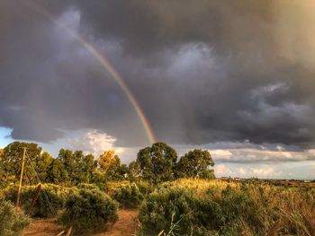 Scenic view of rainbow over trees on field against sky