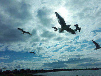 Low angle view of seagulls flying in sky