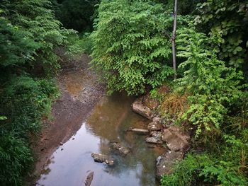 Reflection of trees and plants in water