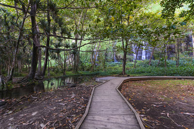 Walkway amidst trees in forest