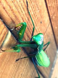 High angle view of insect on wood