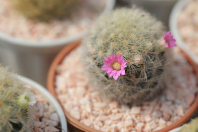 High angle view of potted cactus flower pot