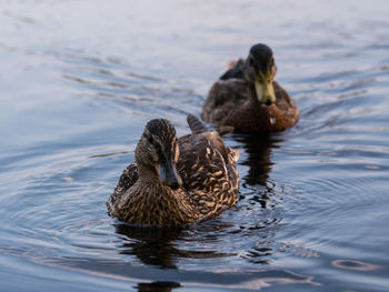 Mallard ducks swimming in lake