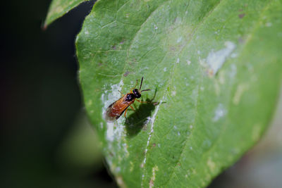 Close-up of ant on leaf