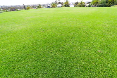 Scenic view of grassy field