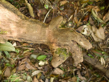 High angle view of lizard on tree