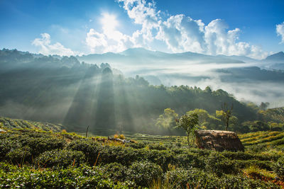 Strawberry garden at doi ang khang , chiang mai, thailand